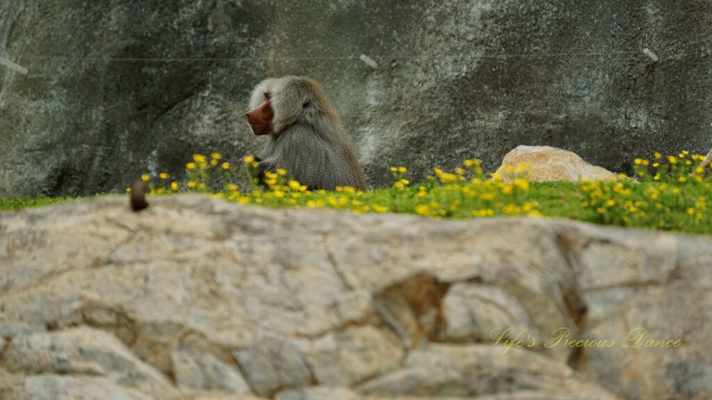 Baboon sitting behind a row of wildflowers with mouth agape.