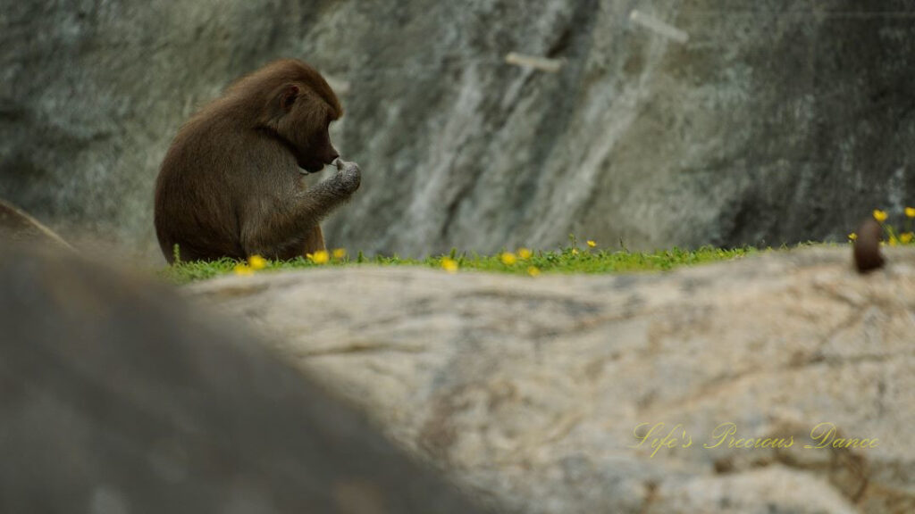 Young baboon sitting atop a rock eating.