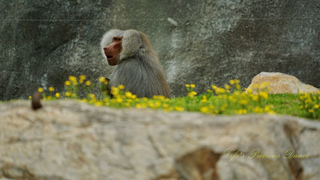 Baboon sitting behind a row of wildflowers with mouth agape.