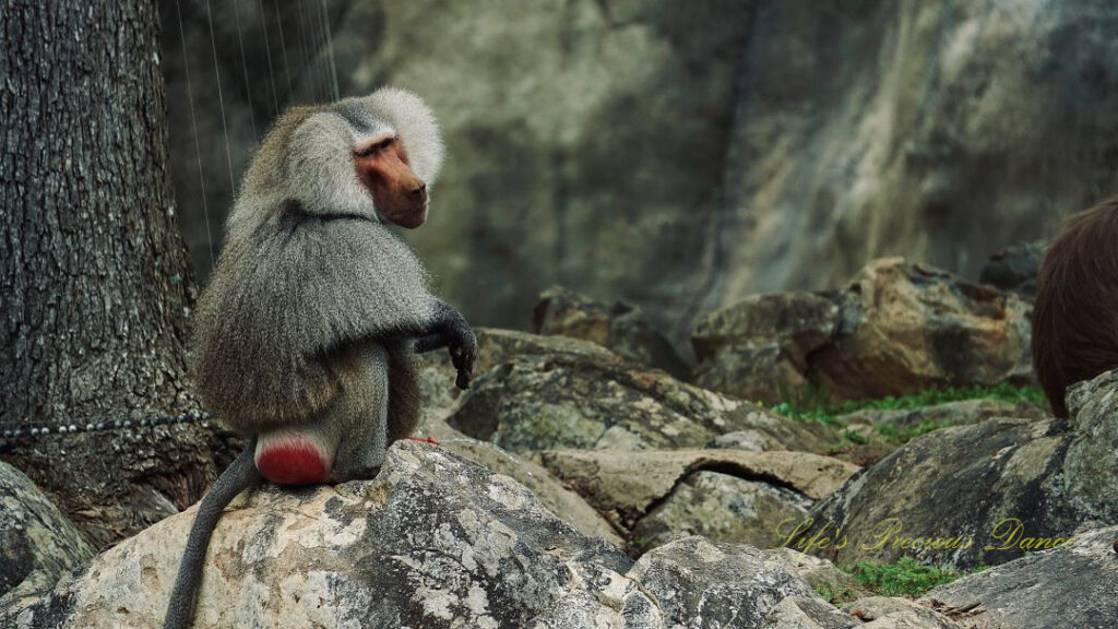 Baboon resting on top of a boulder, staring off into the distance.