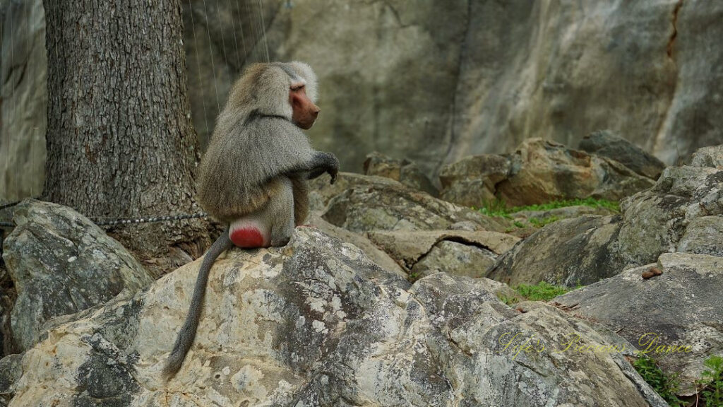 Baboon resting atop a boulder. staring off to the side.