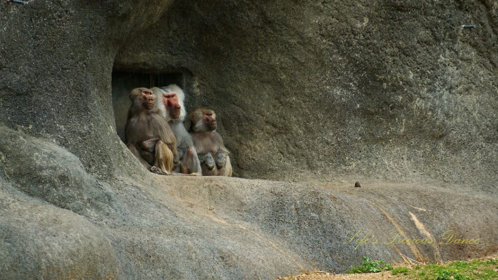 Three baboons resting under a rock overhang.