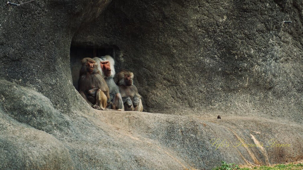 Three baboons resting under a rock overhang with closed eyes