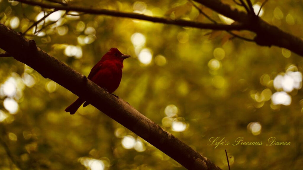 Male cardinal perched on a tree limb against a blurred background.