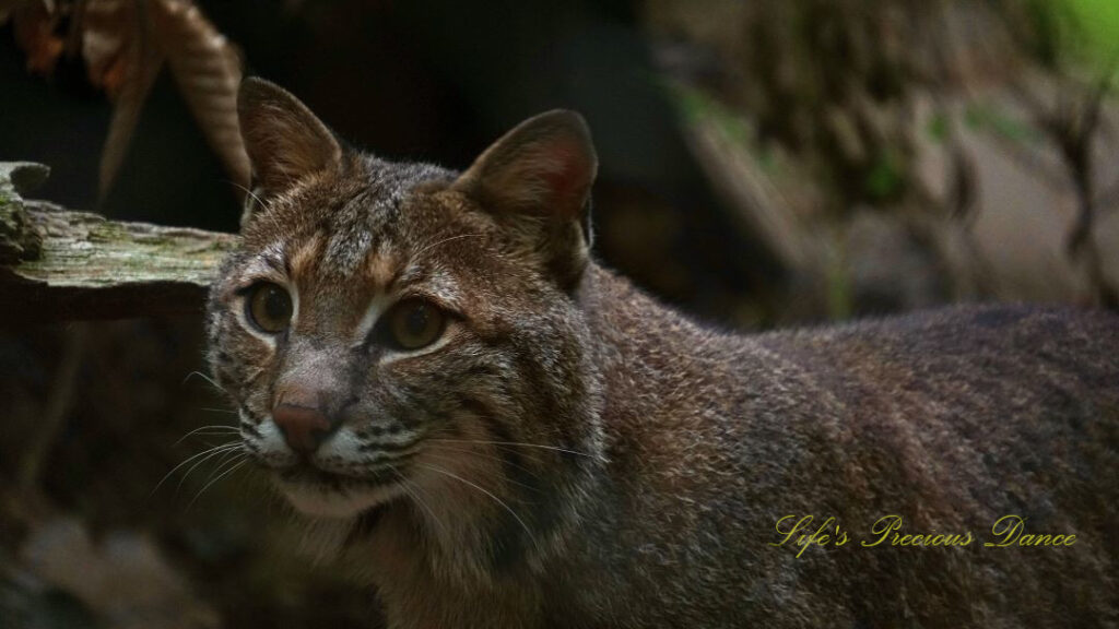 Close up of a bobcat.