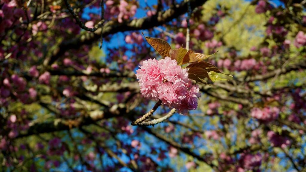 Japanese Cherry in full bloom on a tree.