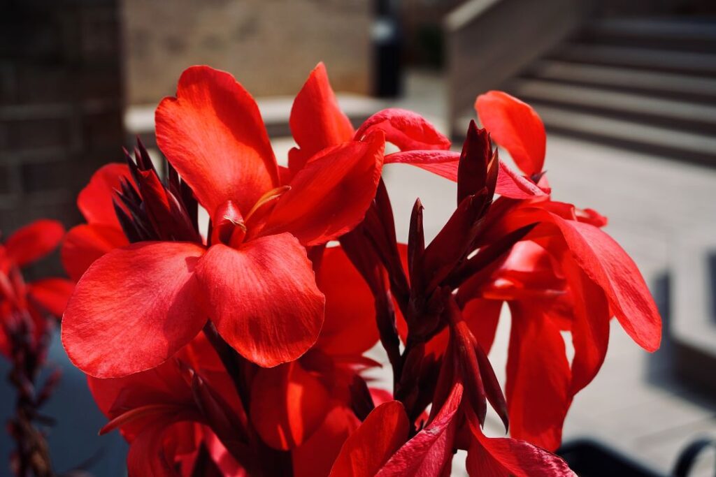 Close up of canna lilies in full bloom.