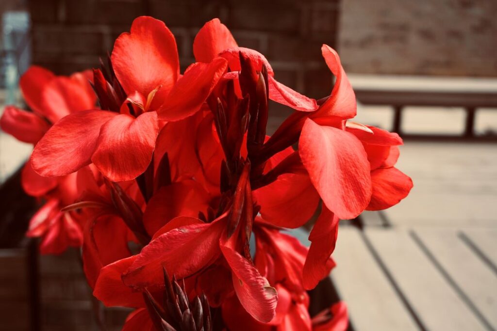 Close up of canna lilies in full bloom.