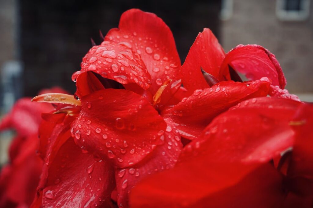 Close up of a canna lily in bloom. Raindrops on its petals.