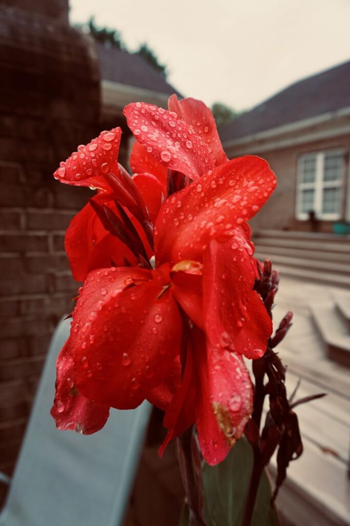 Close up of a canna lily in bloom. Raindrops on its petals.