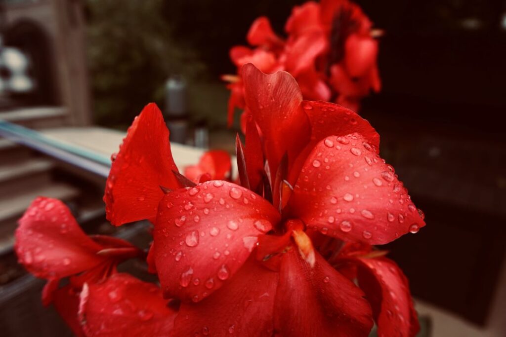 Close up of a canna lily in bloom. Raindrops on its petals.