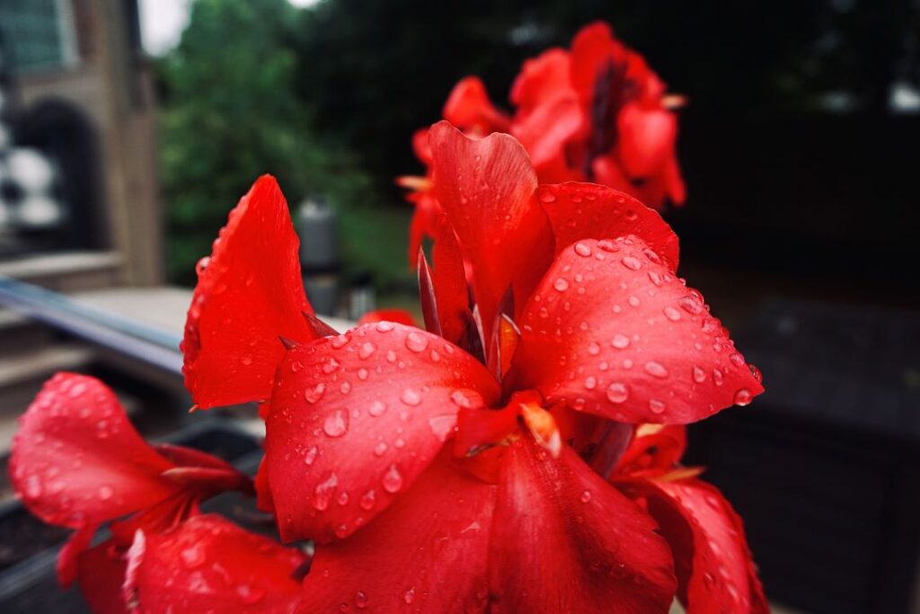 Close up of a canna lily in bloom. Raindrops on its petals.