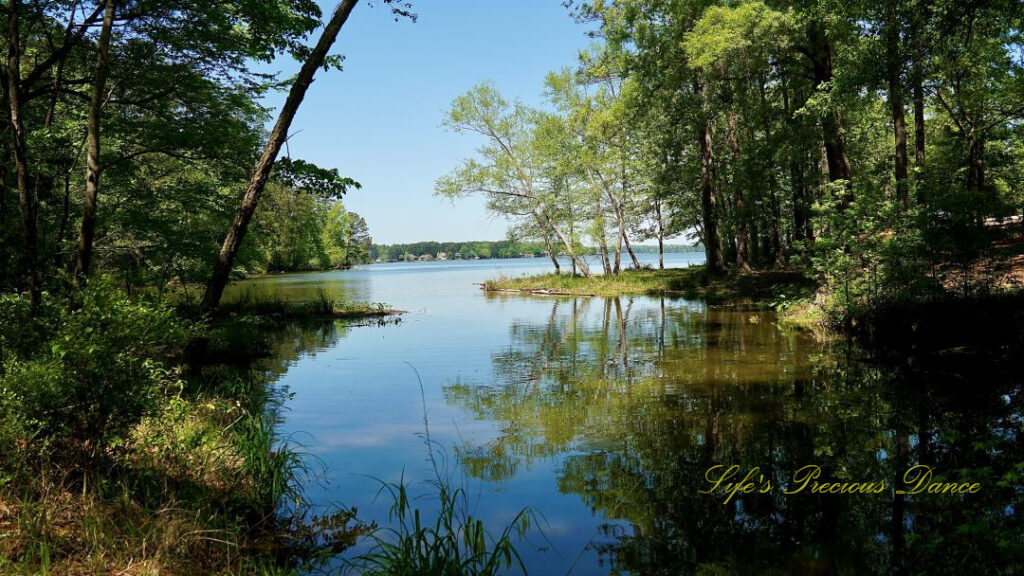 Lake Greenwood, surrounded by trees reflecting on the water.