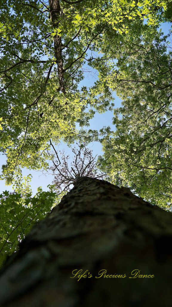 Looking upward from the base of a pine tree towards the sky,