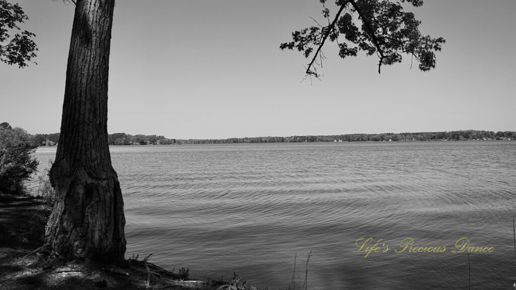 Black and white landscape view of Lake Greenwood. A lone tree stands to the left.