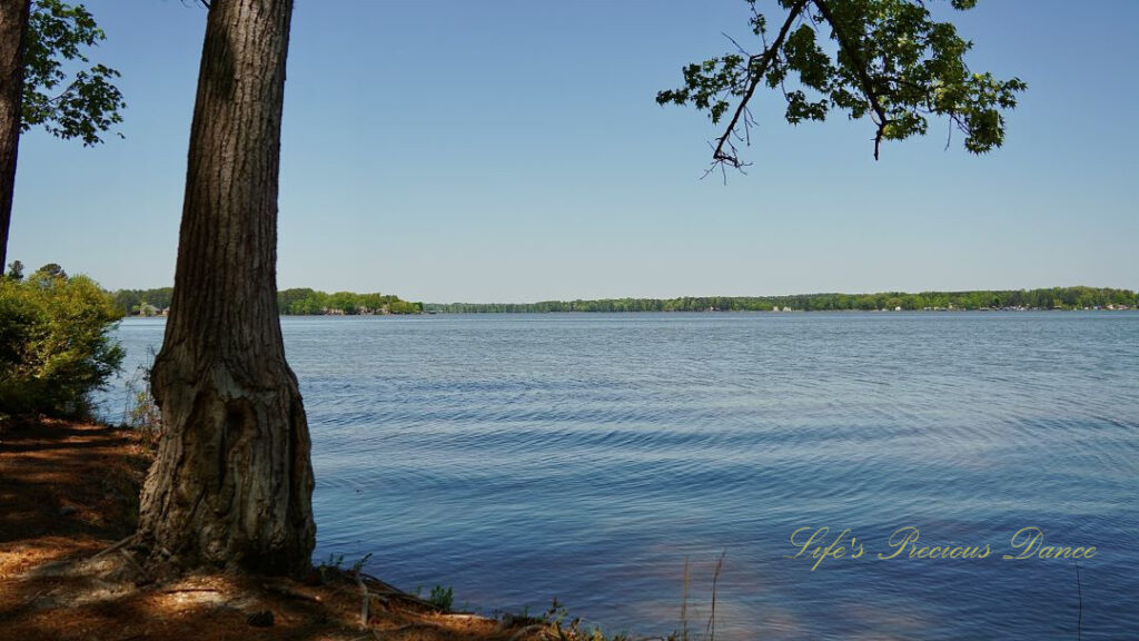 Landscape view of Lake Greenwood. A lone tree stands to the left.