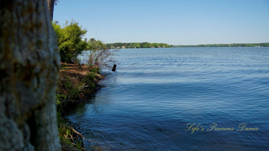 View of lake greenwood from the shore. Trees line the shore in the background.