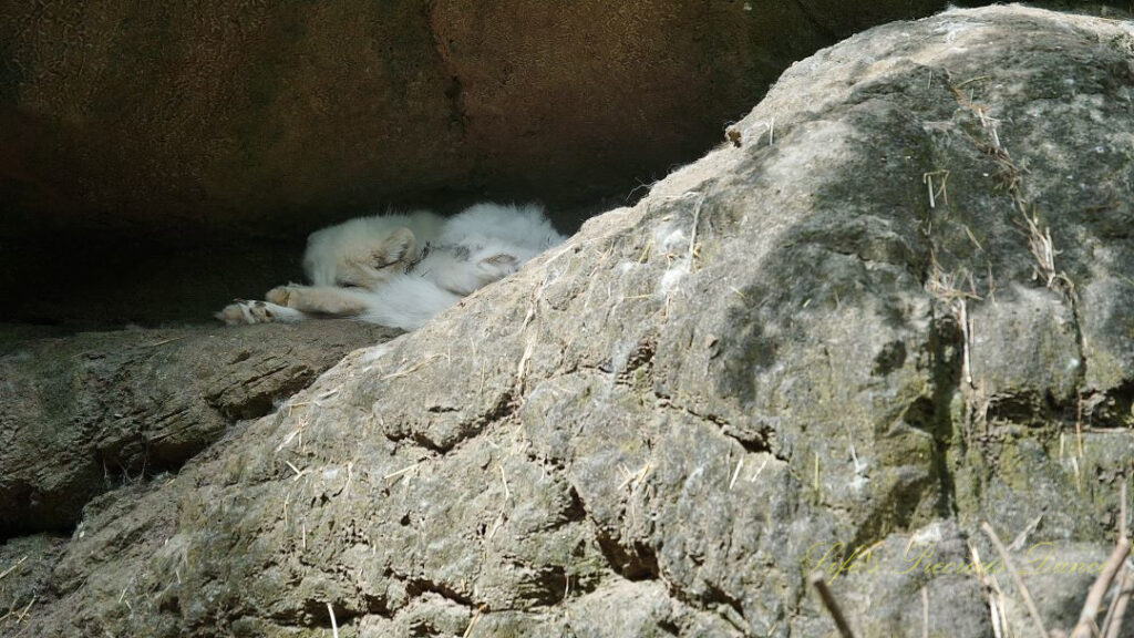 Arctic Fox sleeping amongst rocks