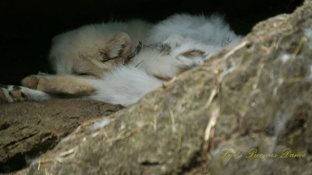 Close up of an artic fox sleeping along along rocks