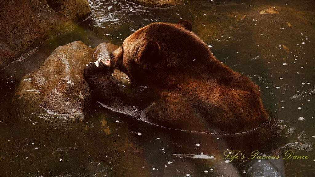 Grizzly Bear gnawing on a bone in a pool of water.