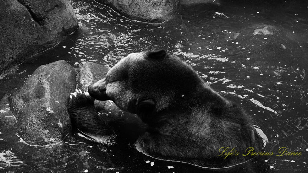 Black and white of a grizzly bear gnawing on a bone in a pool of water. Claws exposed.