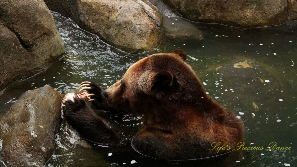 Grizzly bear with a bone in its paws in a pool of water. Claws exposed,