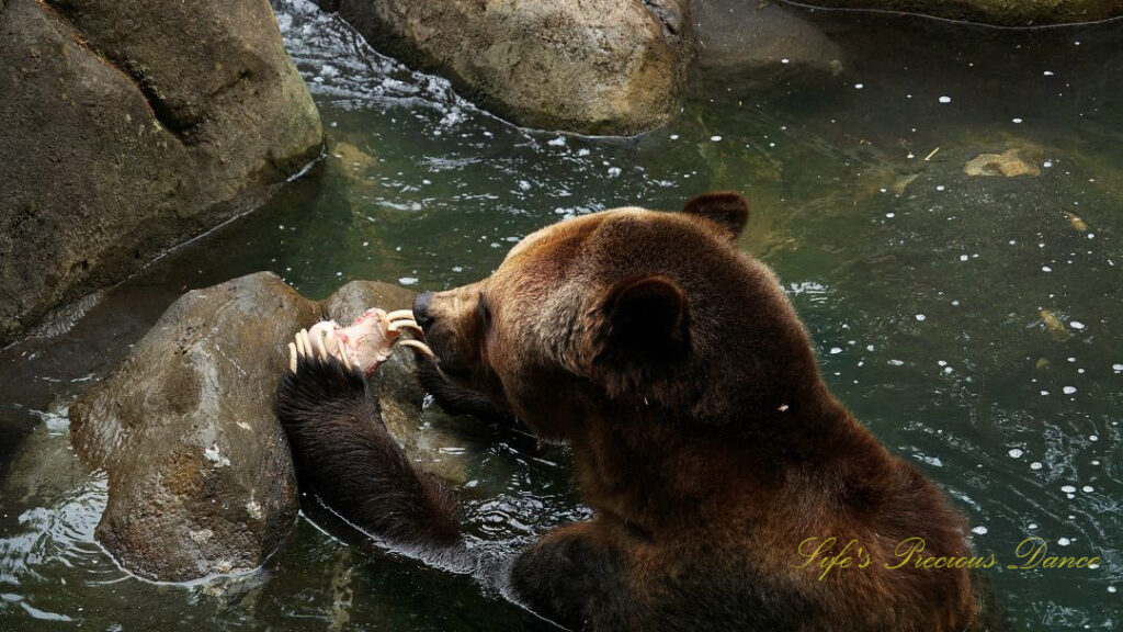 Grizzly bear with a bone in its paws in a pool of water. Claws exposed,