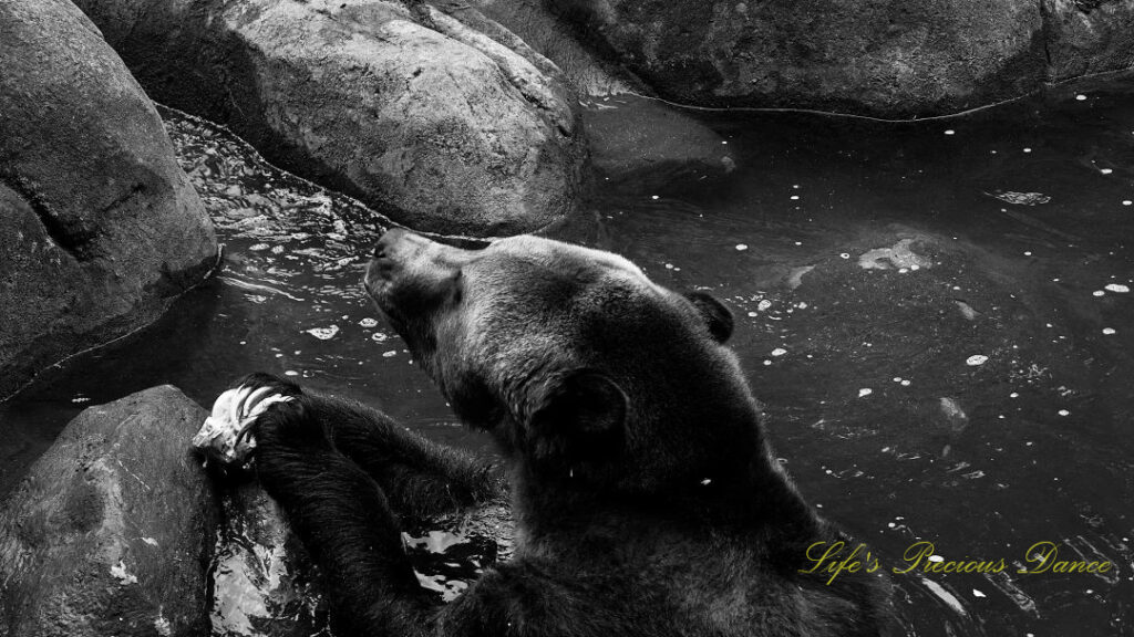 Black and white of a grizzly bear with a bone in its paws in a pool of water. Claws exposed.