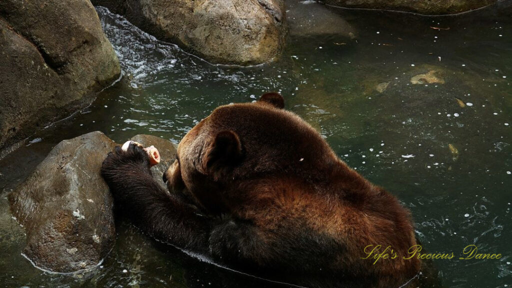 Grizzly Bear with a bone in its paws, in a pool of water.