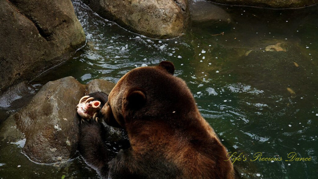 Grizzly bear with a bone in its paws in a pool of water. Claws exposed,