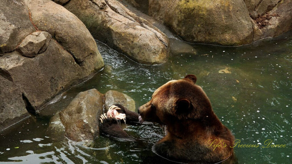 Grizzly bear with a bone in its paws in a pool of water. Claws exposed and tongue sticking out.