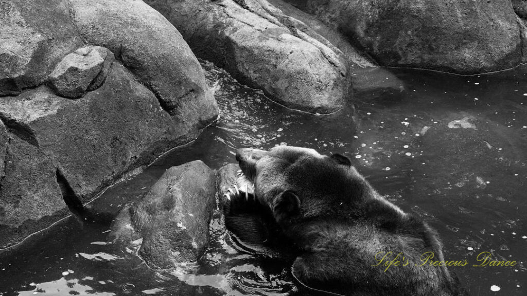 Black and white of a grizzly bear gnawing on a bone in a pool of water. Claws exposed.