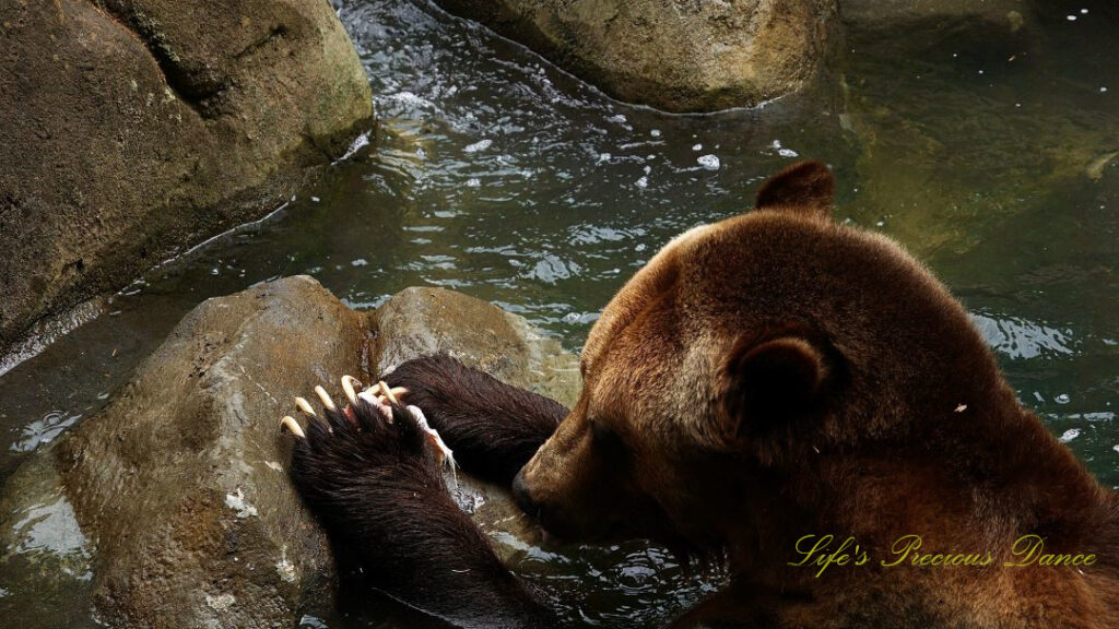 Grizzly Bear with a bone in its paws, in a pool of water. Claws exposed.