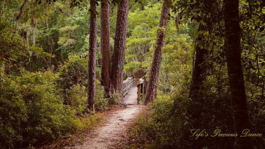 Trail leading to a walking bridge over Lake Marion. Pine trees stand tall in front.