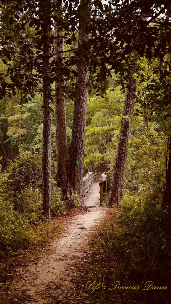 Trail leading to a walking bridge over Lake Marion. Pine trees stand tall in front.