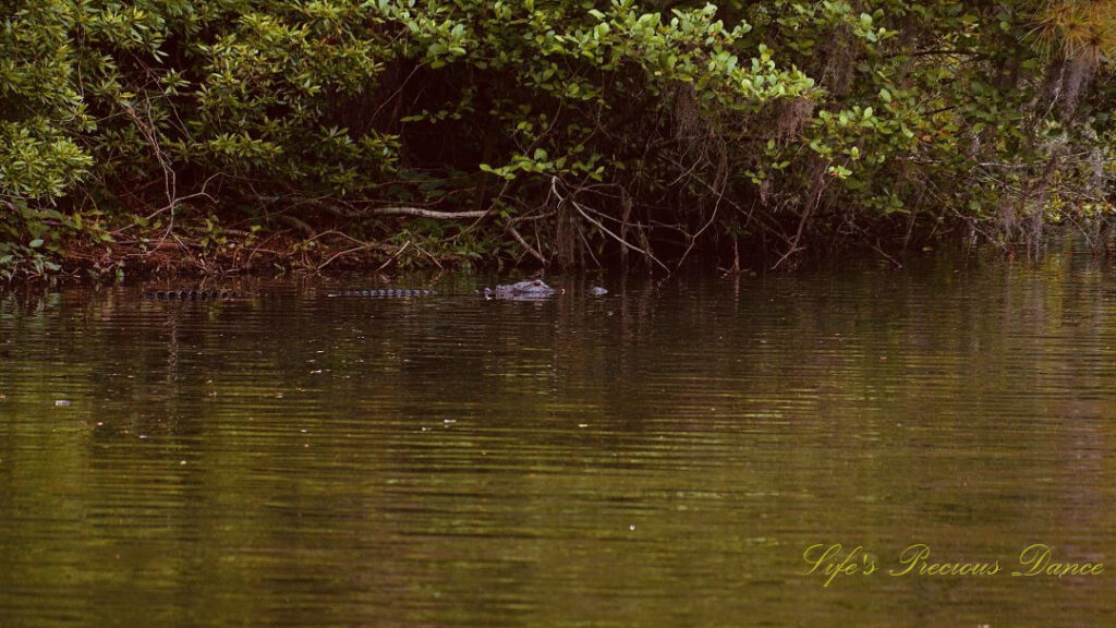 Large alligator resting in Lake Marion