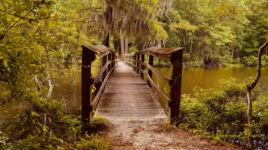 Close up view of a walking bridge crossing Lake Marion. Spanish moss hangs above.