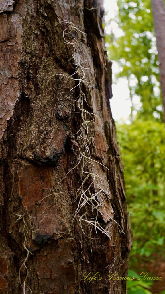 Close up of a lone strand of spanish moss hanging from a pine tree