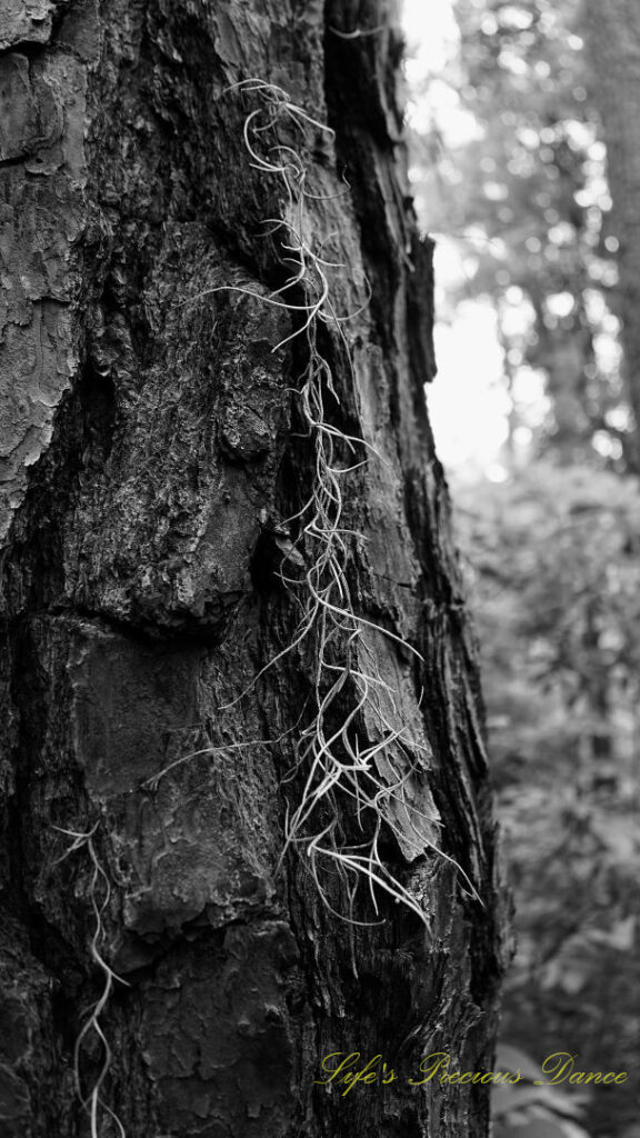 Black and white close up of a lone strand of spanish moss hanging from a pine tree