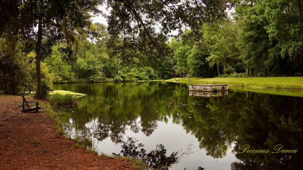 Trees reflecting on the surface of the Old Levi Mill Pond at Poinsett State Park. A wooden bench sits on the left shore.