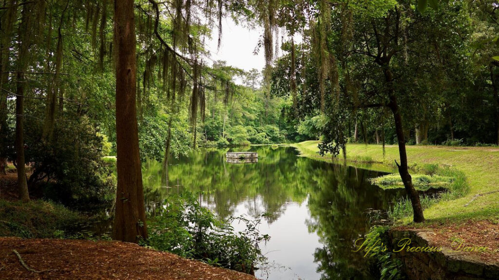 Trees reflecting on the surface of the Old Levi Mill Pond at Poinsett State Park. Spanish moss hangs from limbs in the foreground.