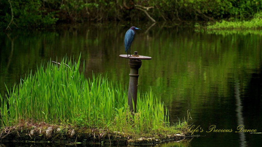 Little Blue Heron on a metal perch overlooking the Old Levi Mill Pond.