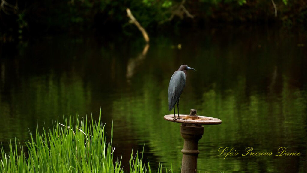 Little Blue Heron on a metal perch overlooking the Old Levi Mill Pond.