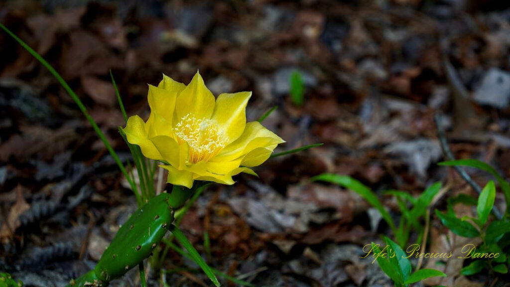 Prickly Pear cactus in full bloom.