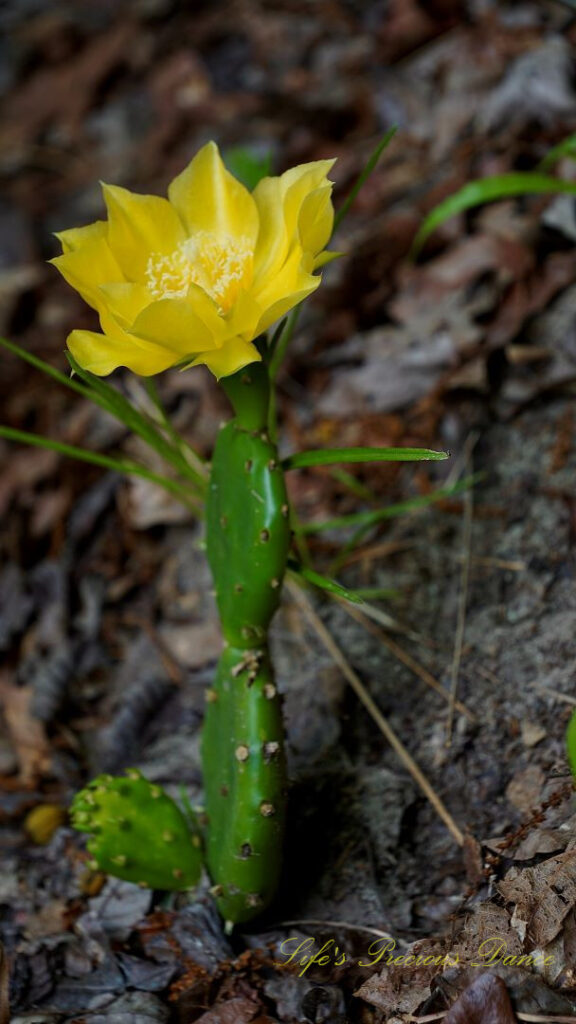 Prickly Pear cactus in full bloom.