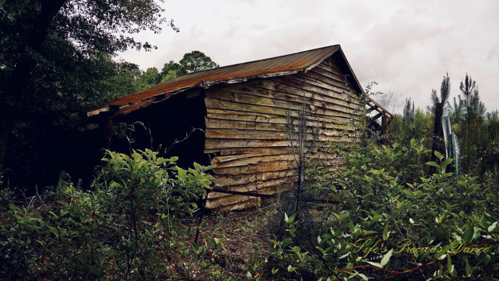 Side view of the old Skinner shed at Poinsett State park.