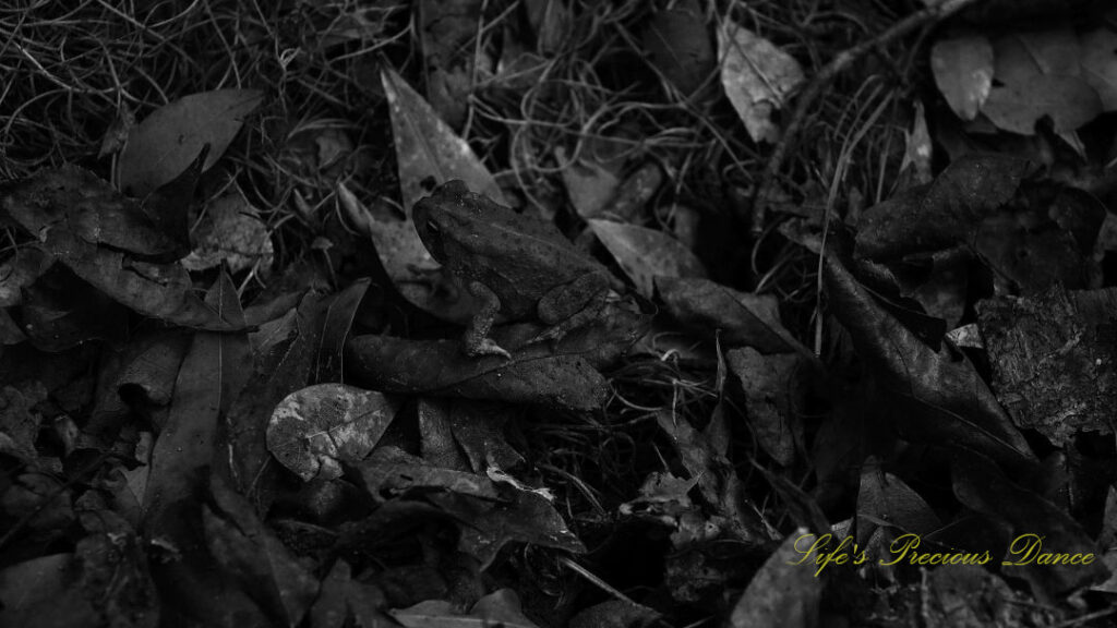 Black and white of a toad resting on leaves of the forest floor.