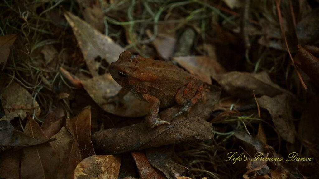 Close up of a toad resting on leaves of the forest floor.