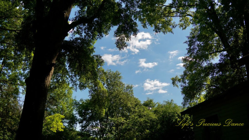 WIndow pane view of passing clouds against a blue sky, surrounded by trees.