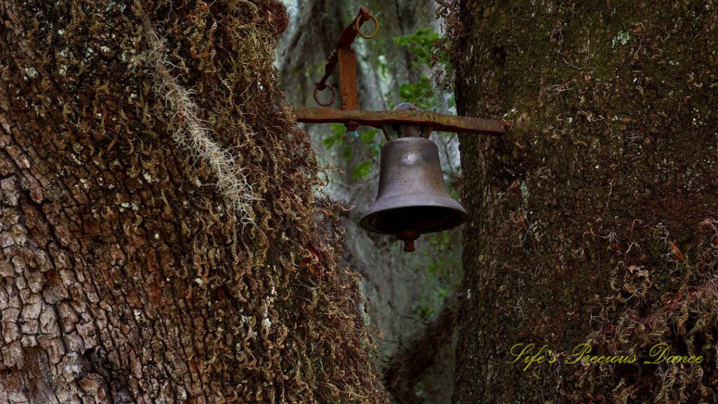 Dinner bell (aka slave bell) in the Washington Tree at Hampton Plantation.